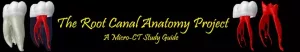 Logo portalu endodontycznego z żółtymi napisami Root Canal Anatomy Project.