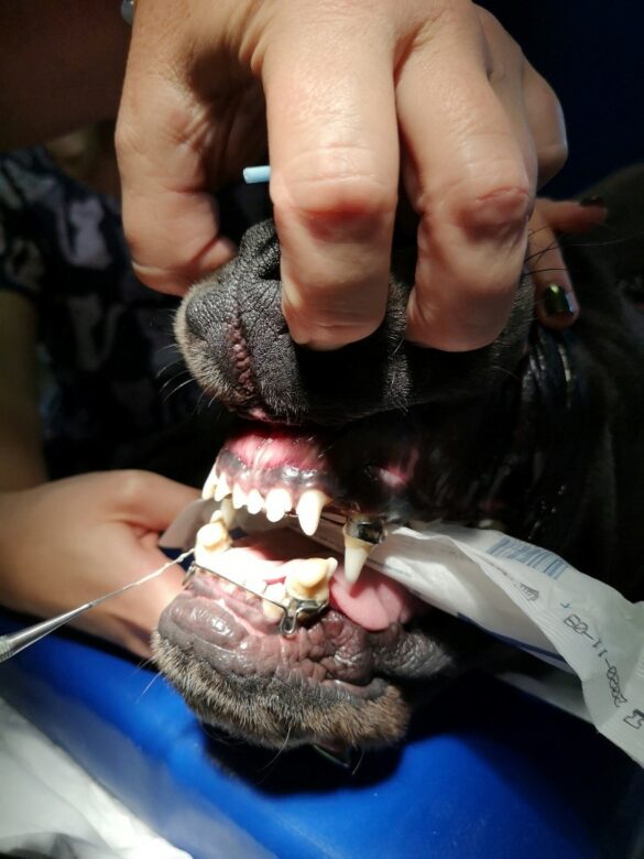 Aparat ortodontyczny dla psów